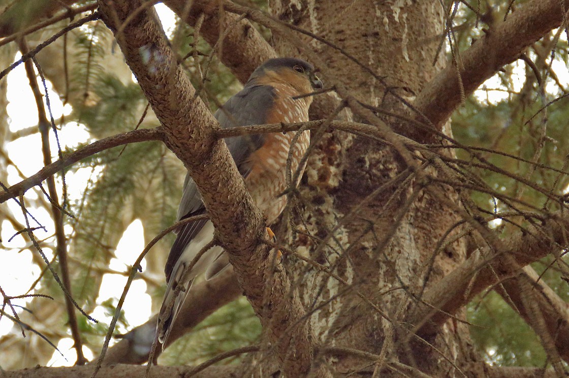 Sharp-shinned Hawk - Thomas Schultz