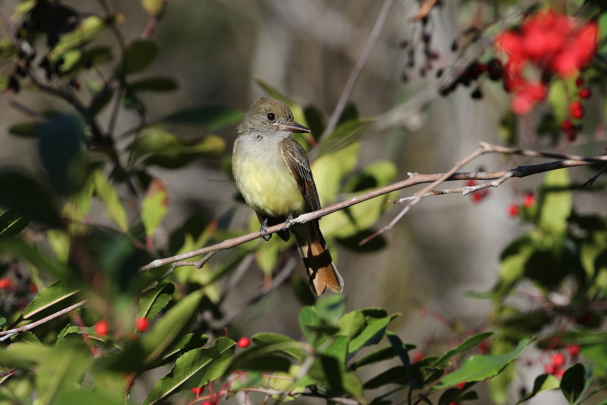 Great Crested Flycatcher - ML403478541