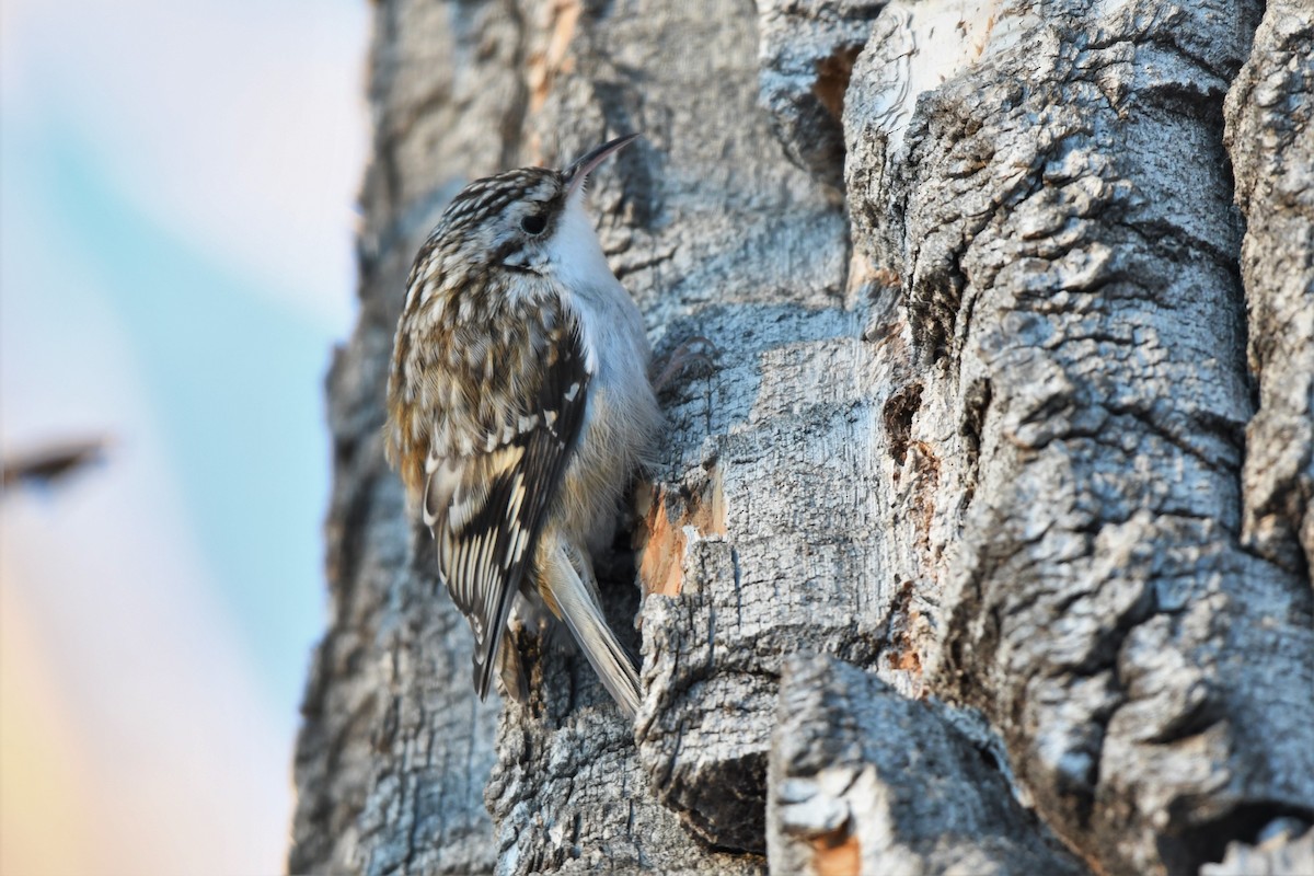 Brown Creeper - ML403478761