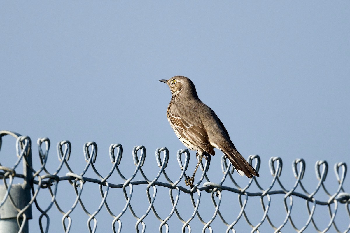 Sage Thrasher - ML403478851