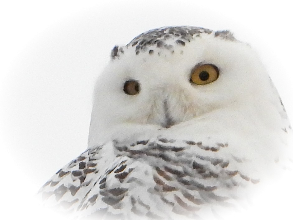 Snowy Owl - ML403479011