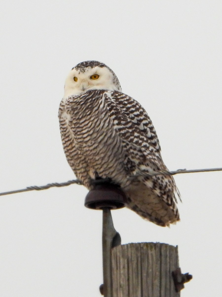 Snowy Owl - ML403479041