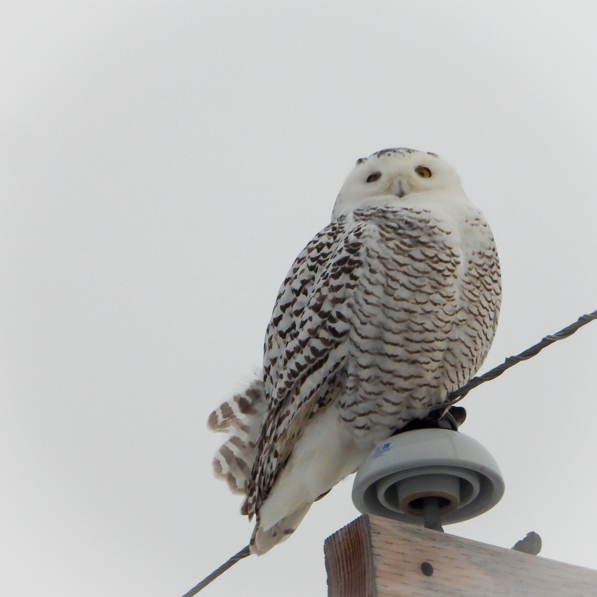 Snowy Owl - ML403479101