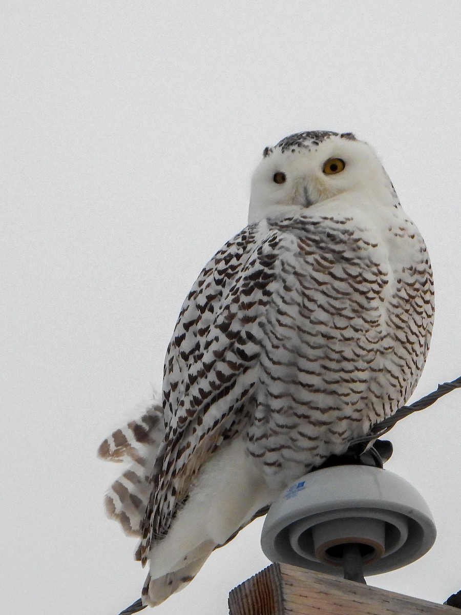 Snowy Owl - ML403479111