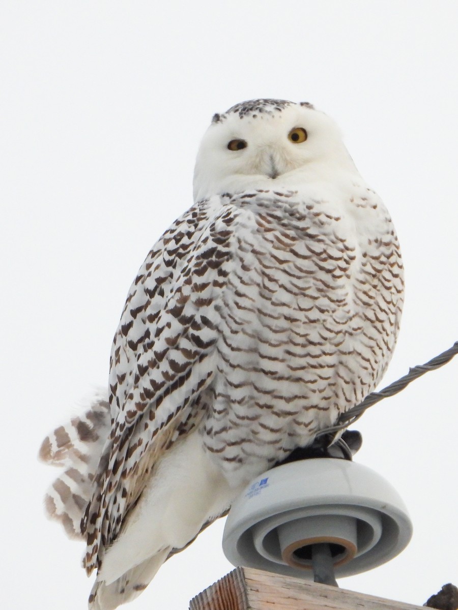 Snowy Owl - ML403479131