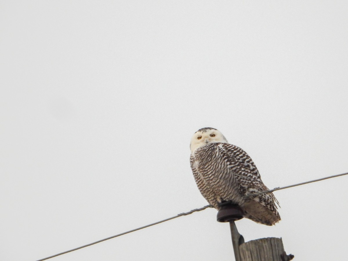 Snowy Owl - ML403479141
