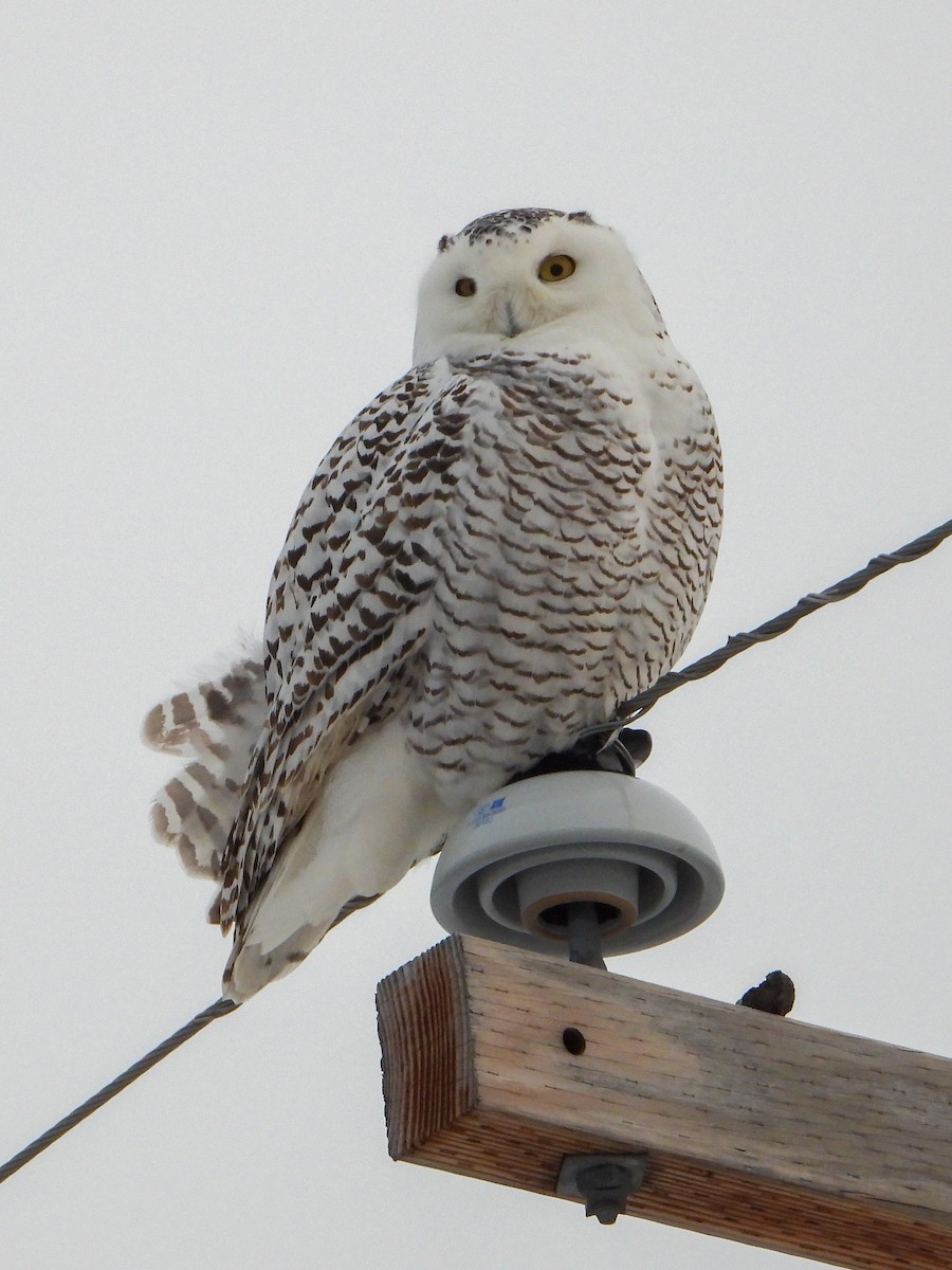 Snowy Owl - ML403479151