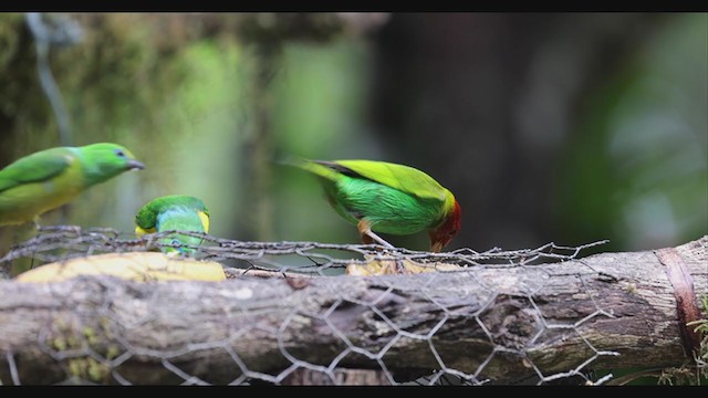 Tangara Cabecibaya (viridissima/toddi) - ML403479161