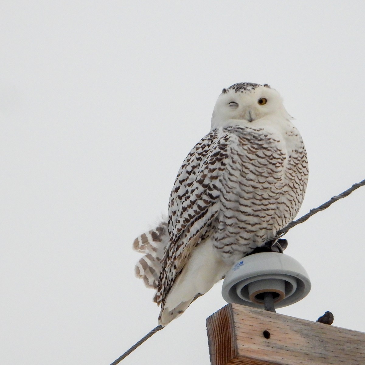 Snowy Owl - ML403479211