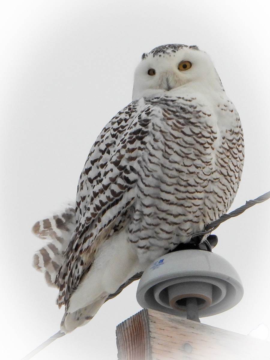 Snowy Owl - ML403479221