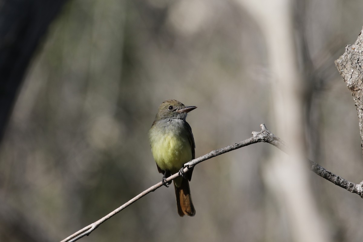 Great Crested Flycatcher - ML403479231