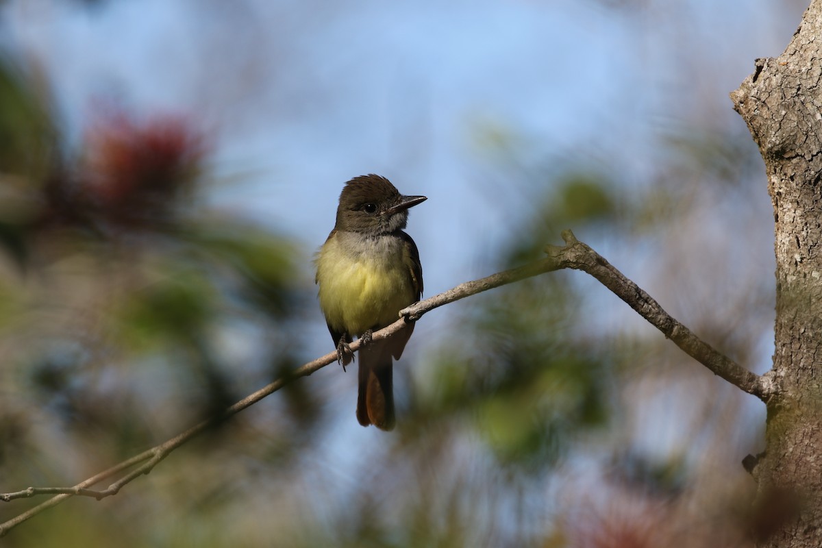 Great Crested Flycatcher - ML403479521