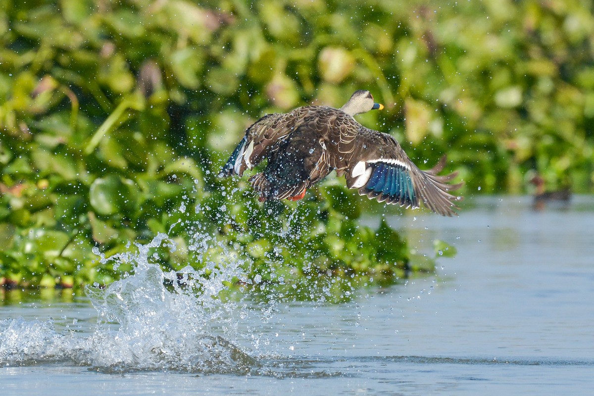 Indian Spot-billed Duck - ML403479731