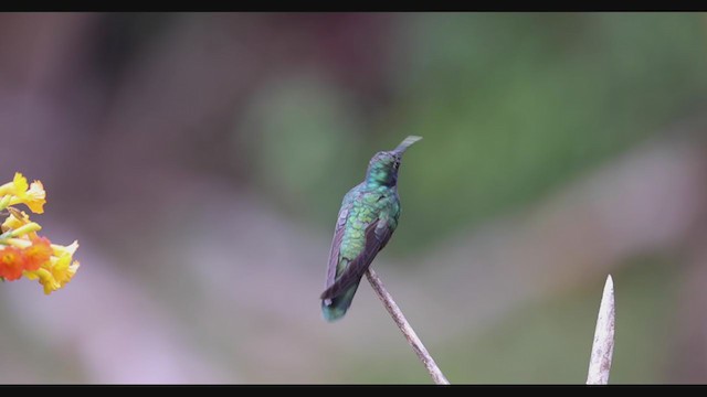 ヒメミドリハチドリ（cyanotus／crissalis） - ML403480451