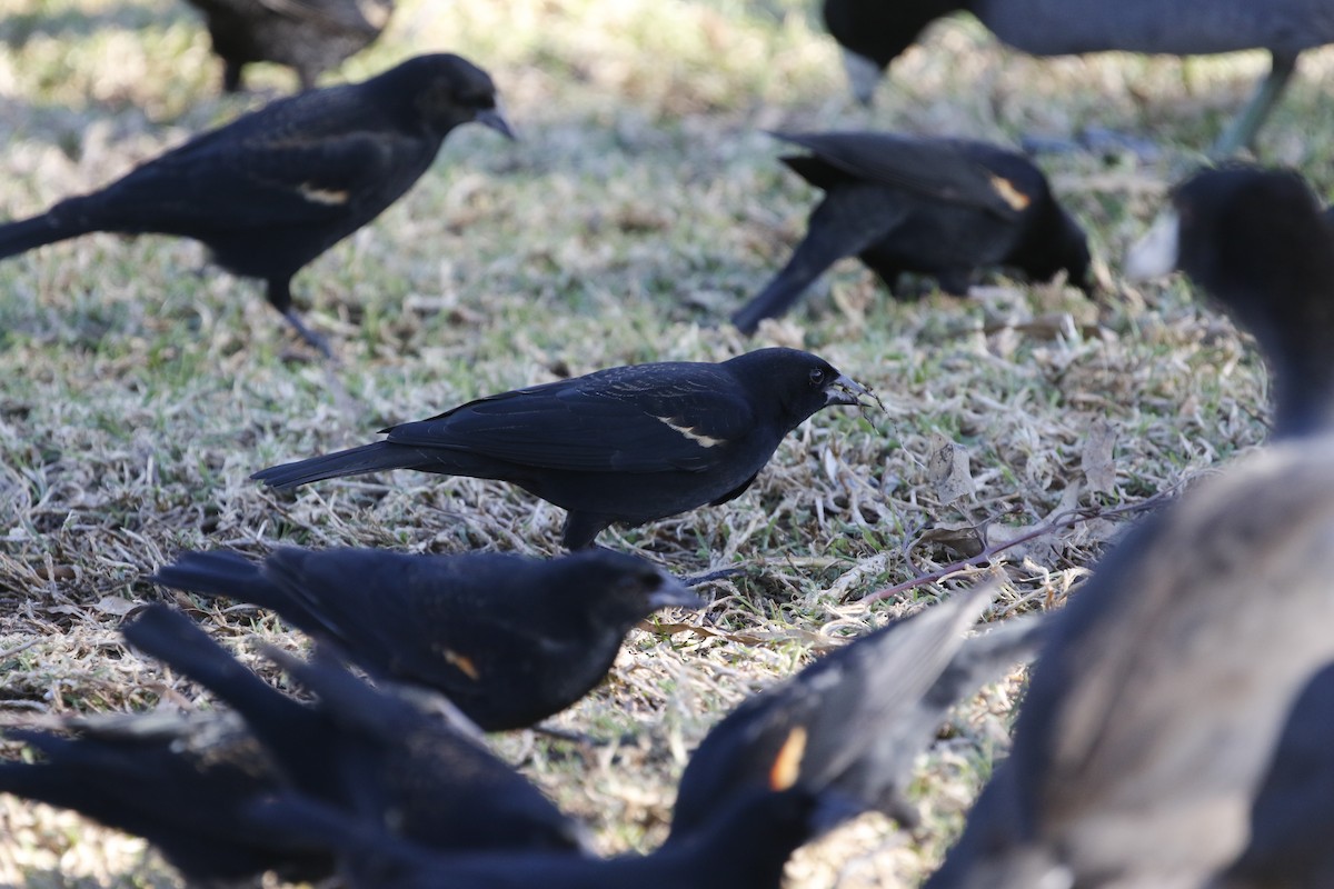 Tricolored Blackbird - ML403480631