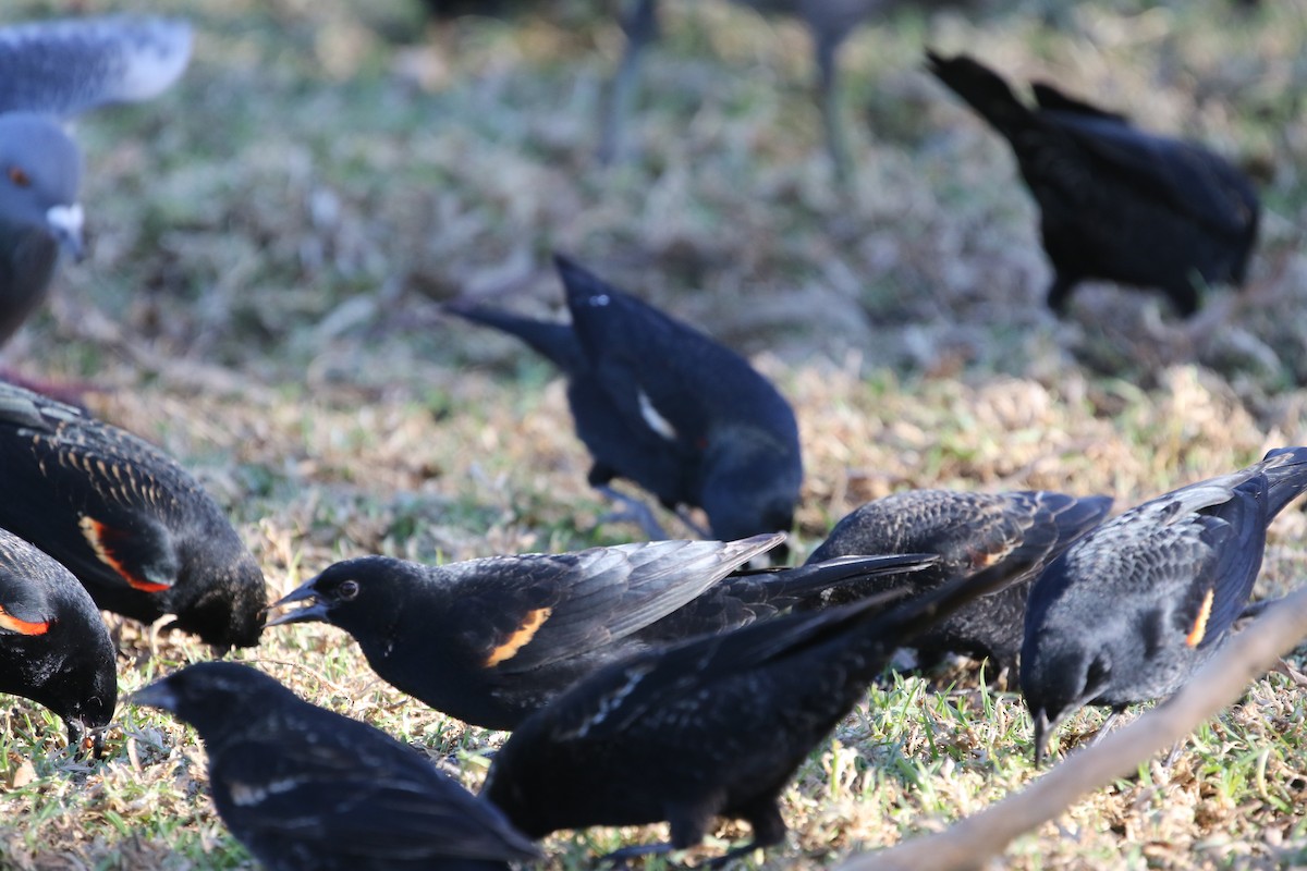 Tricolored Blackbird - ML403480781