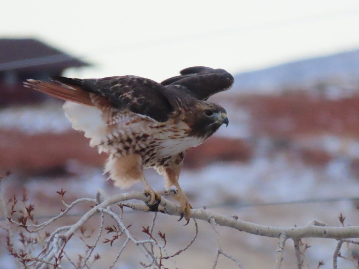 Red-tailed Hawk (calurus/alascensis) - ML403483391