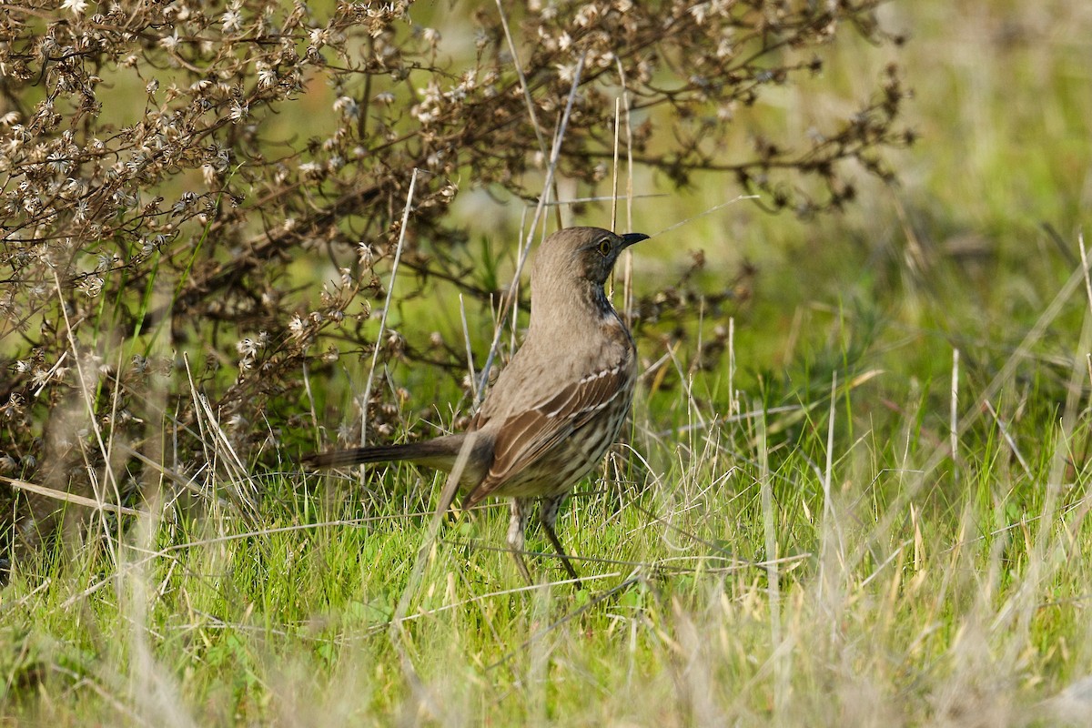 Sage Thrasher - ML403484581