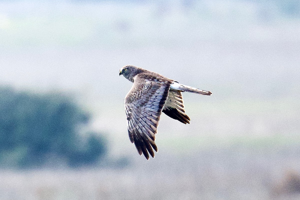 Northern Harrier - ML403484671