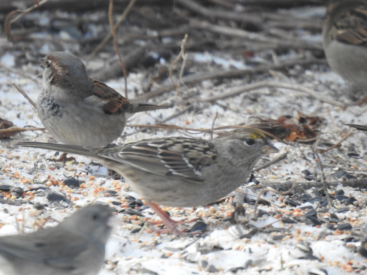 Golden-crowned Sparrow - ML403485121