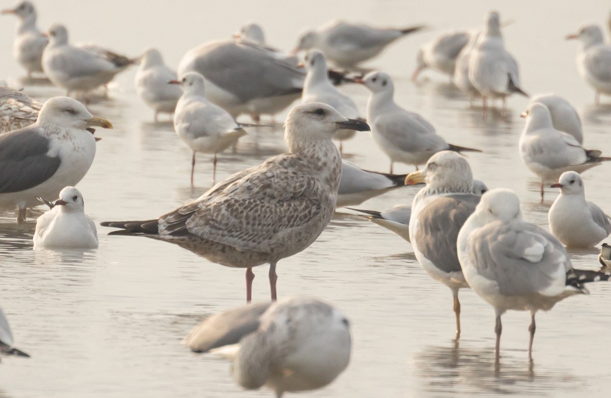 Slaty-backed Gull - ML403485671