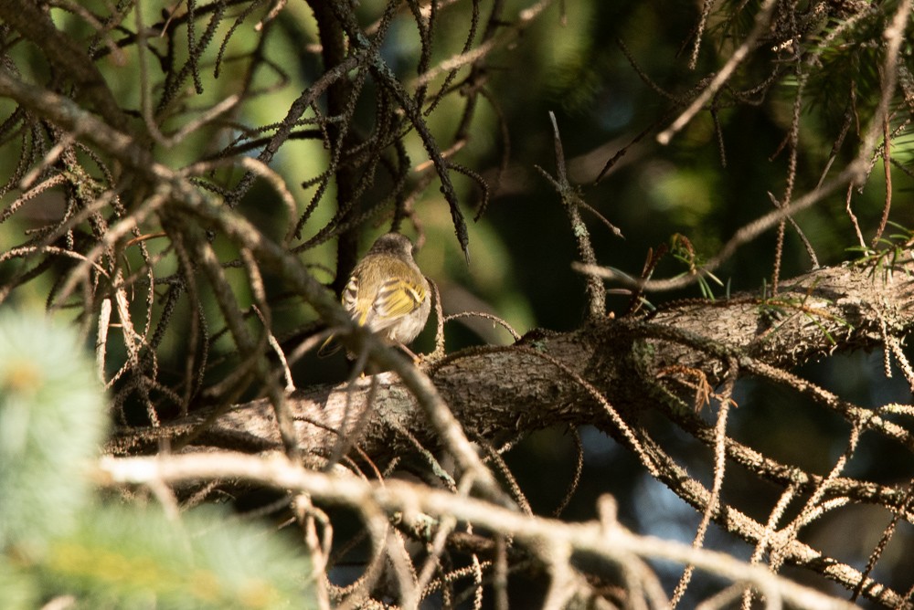 Golden-crowned Kinglet - ML403486291