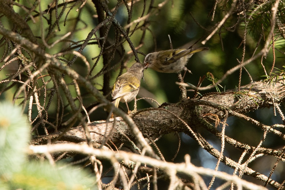 Golden-crowned Kinglet - ML403486301