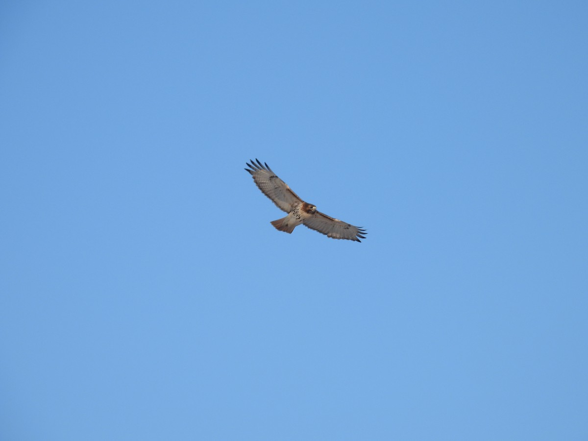 Red-tailed Hawk - ML403486331