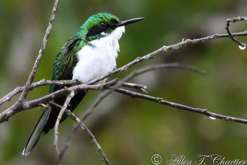 Grünstirn-Schmuckkolibri - ML403486391