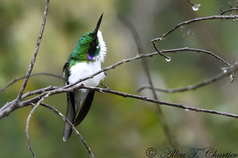 Black-eared Fairy - Allen Chartier