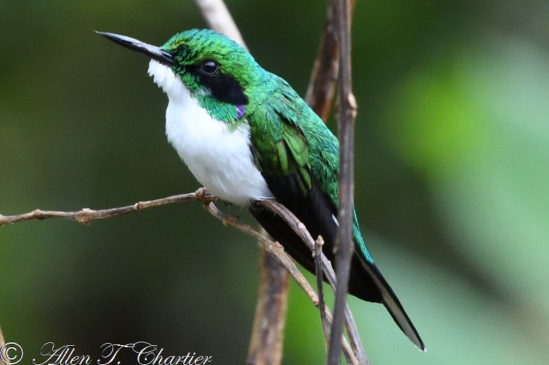 Grünstirn-Schmuckkolibri - ML403486861