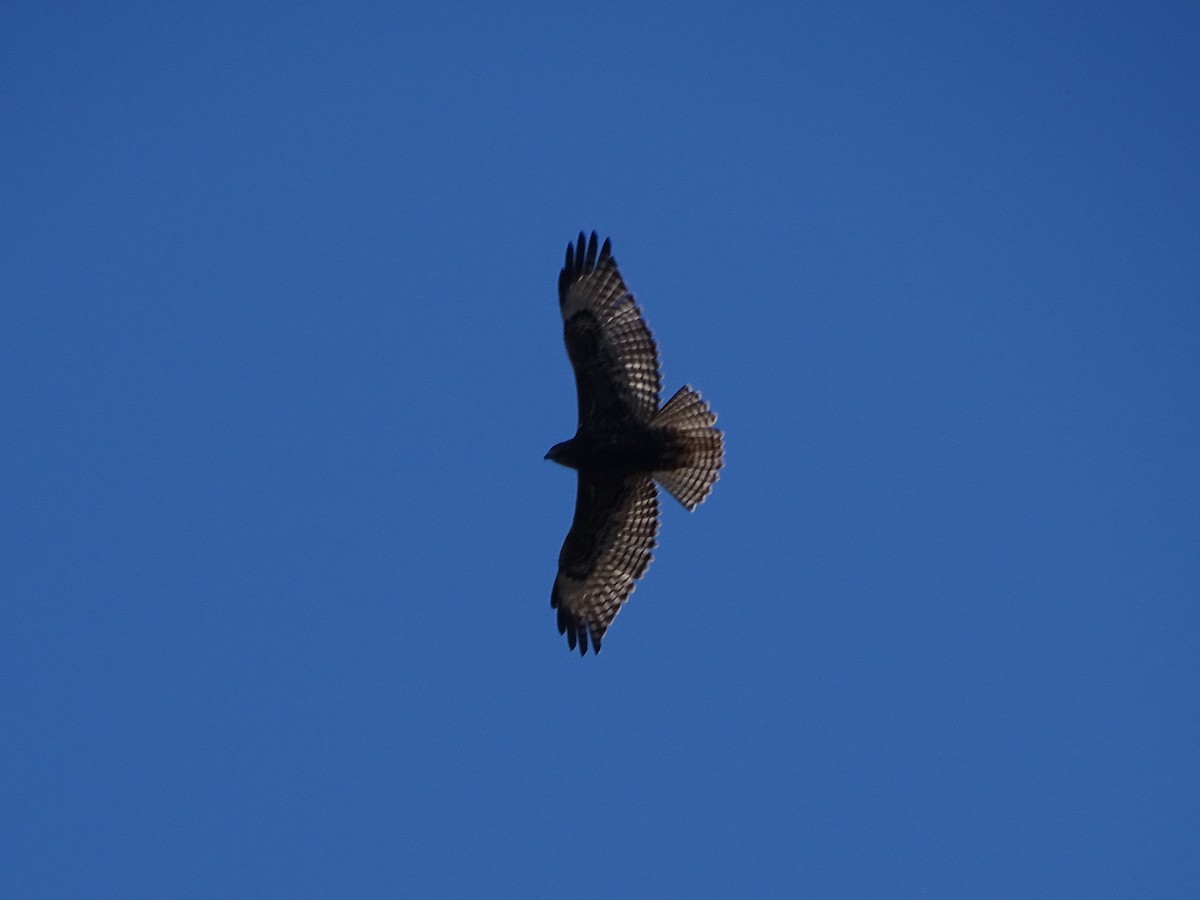 Red-tailed Hawk - ML403487501