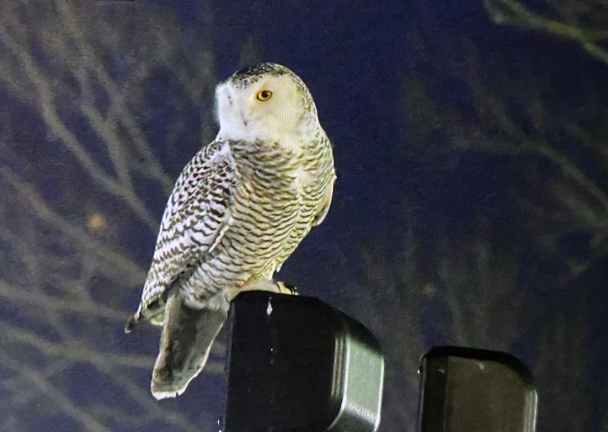 Snowy Owl - ML403487571