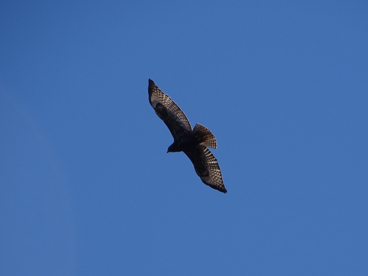 Red-tailed Hawk - ML403487721