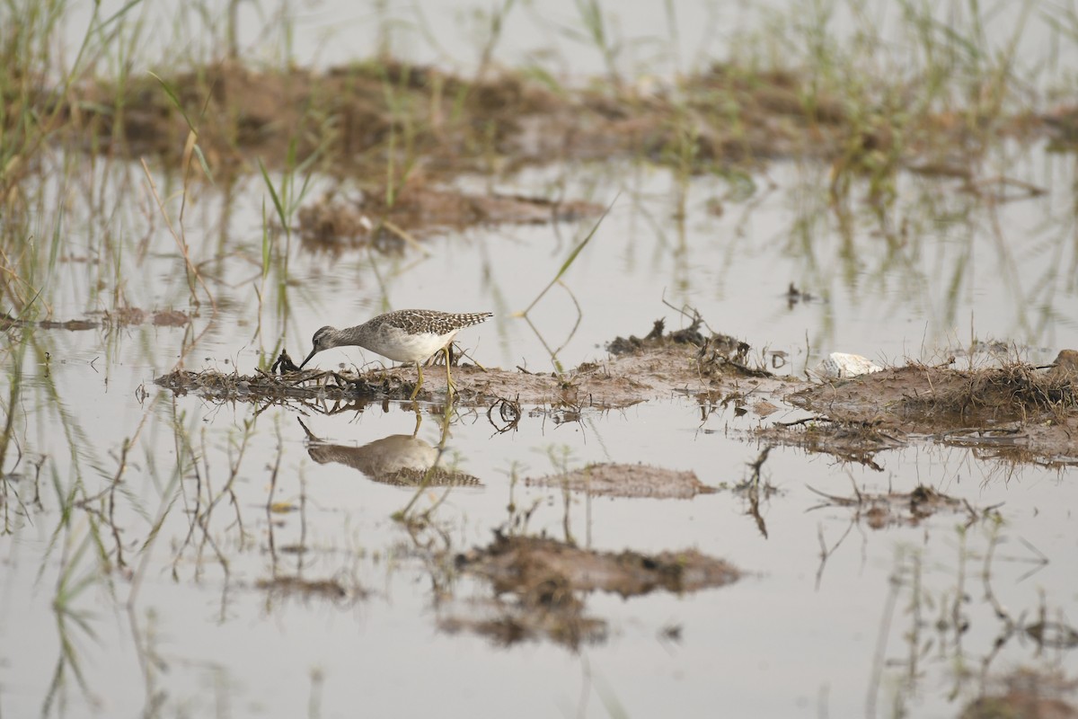 Wood Sandpiper - ML403487741