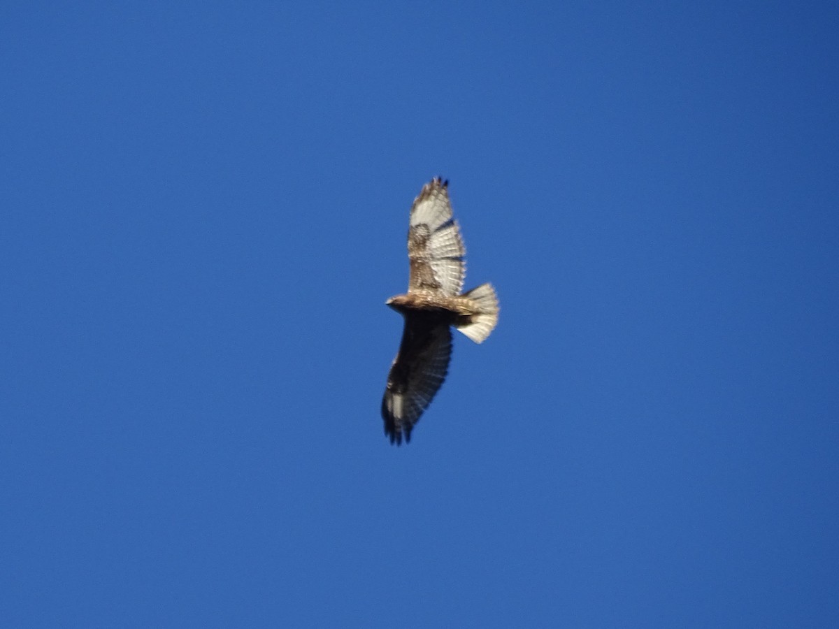 Red-tailed Hawk - ML403487771