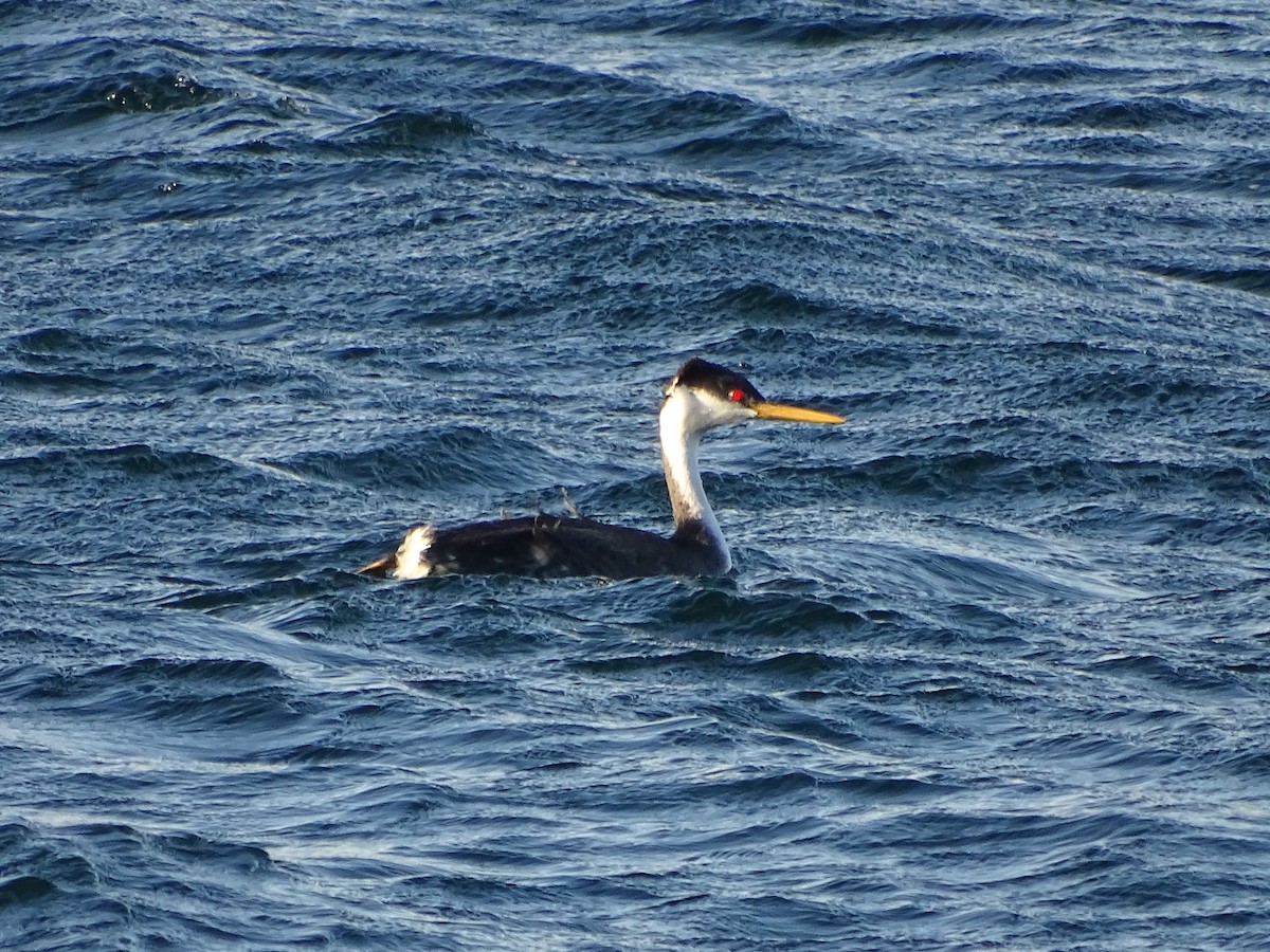 Western Grebe - ML403488821