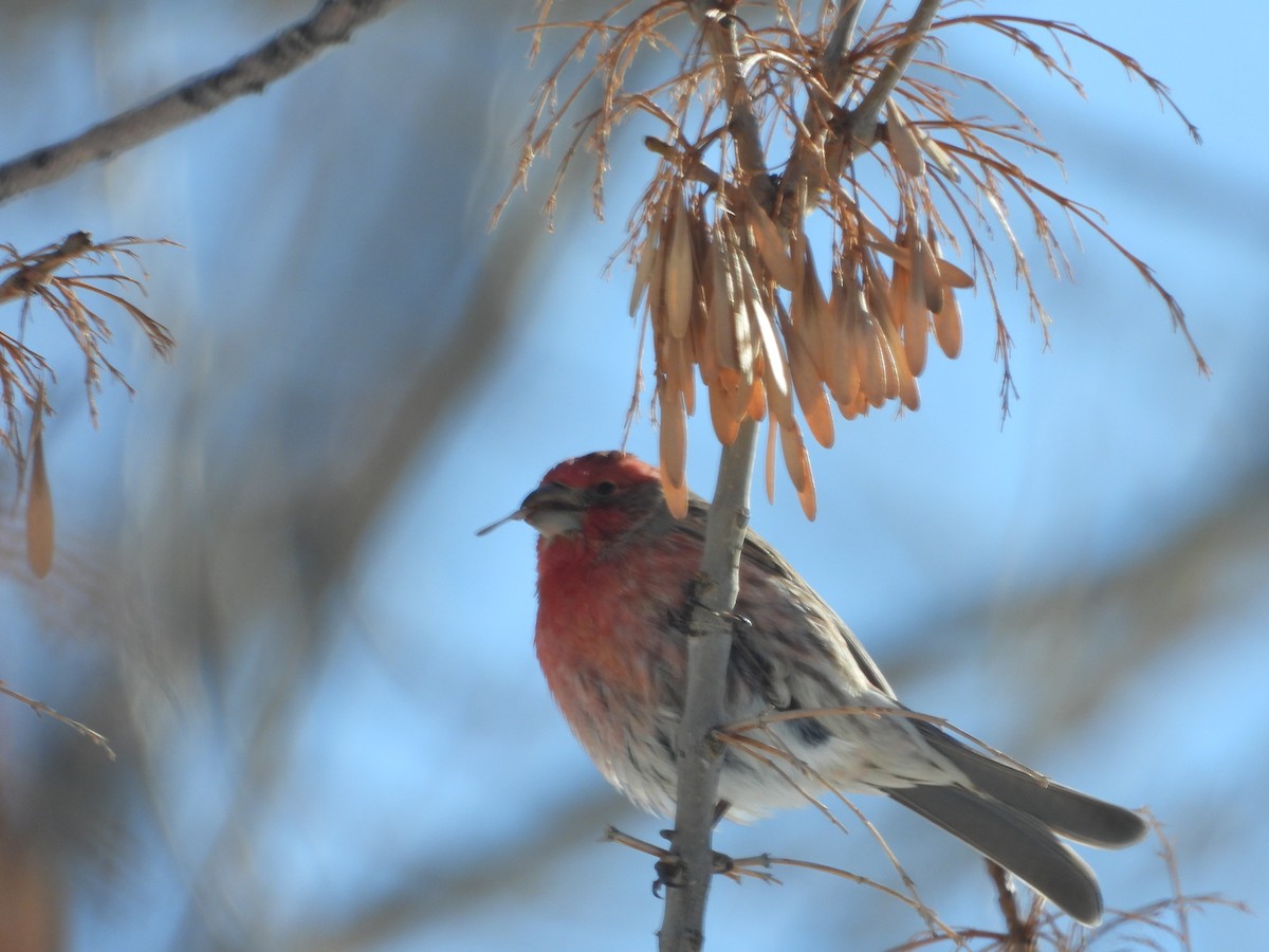 House Finch - ML403488831
