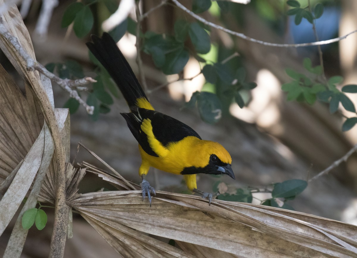 Yellow-tailed Oriole - ML403488851