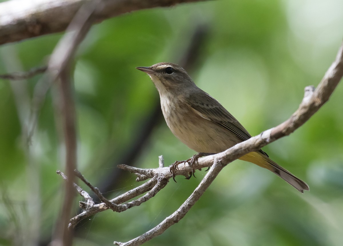 Palm Warbler - Simon Best