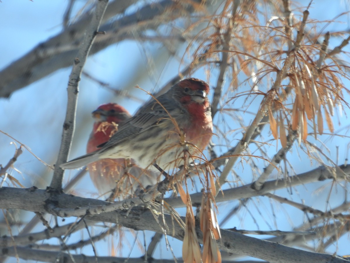 House Finch - ML403488891