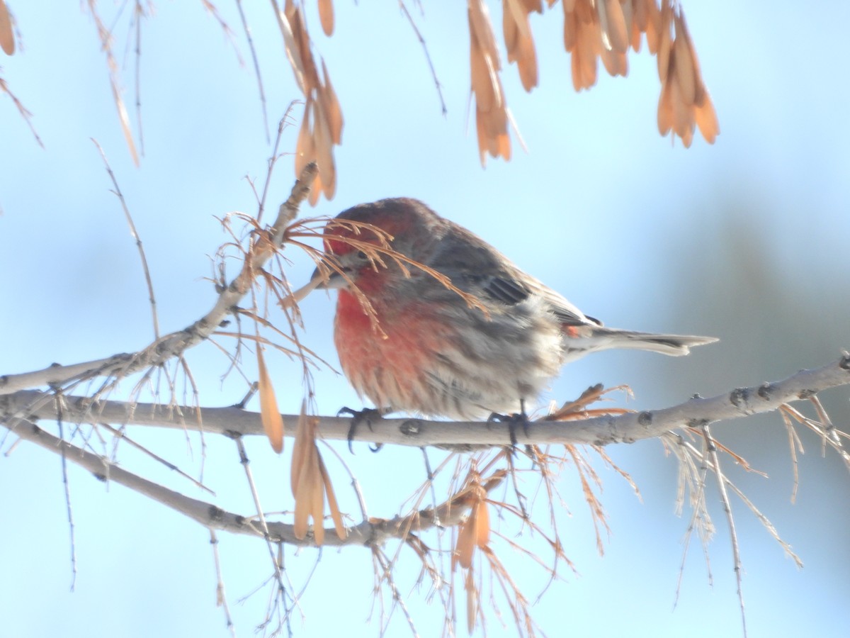 House Finch - ML403488911