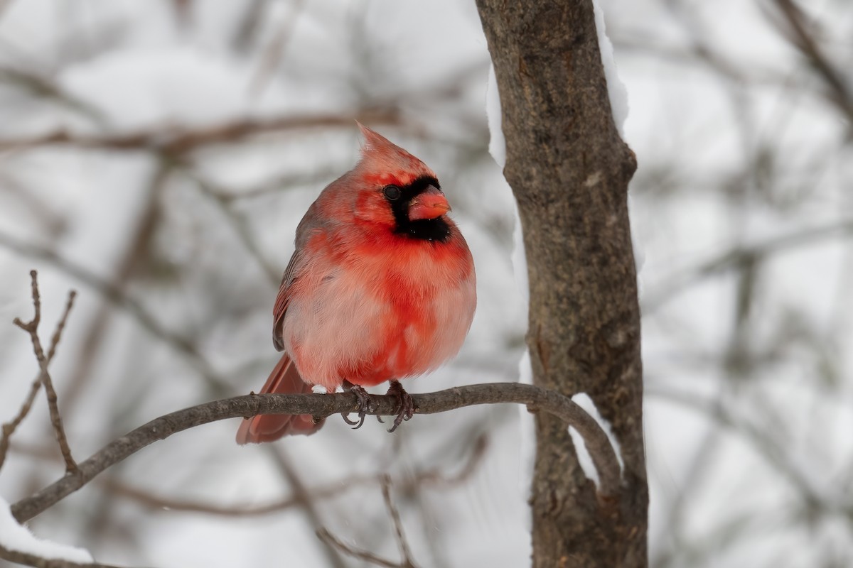 Northern Cardinal - ML403489341