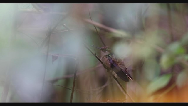 kolibřík hnědotemenný - ML403489871