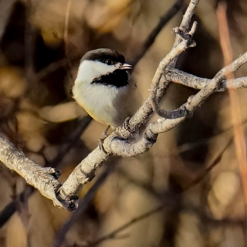 Black-capped Chickadee - John Salisbury