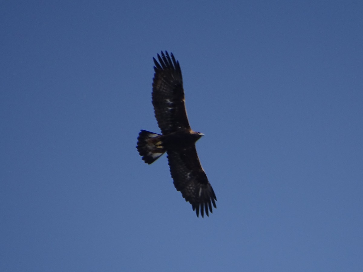 Golden Eagle - ML403490691