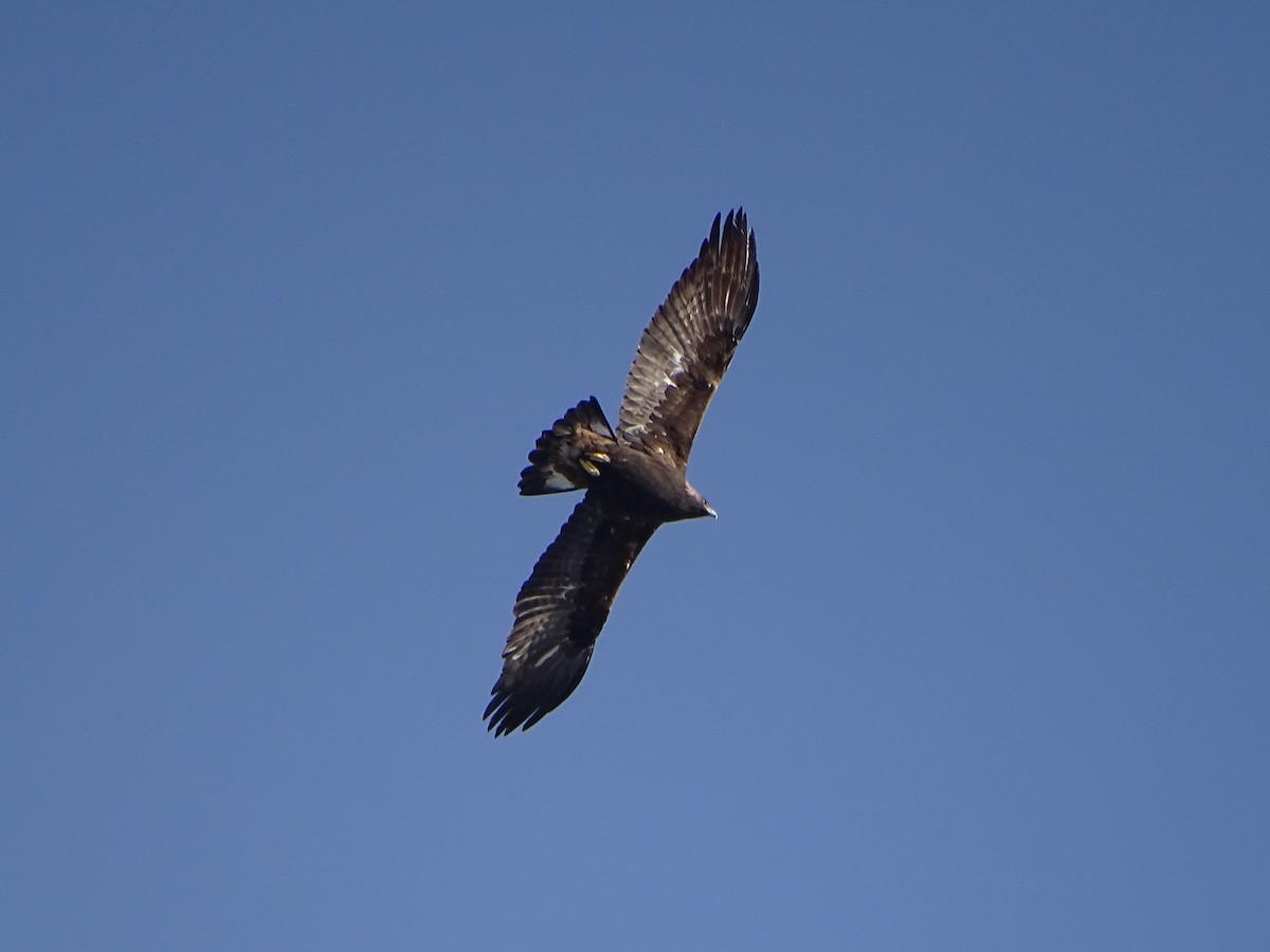 Águila Real - ML403490721