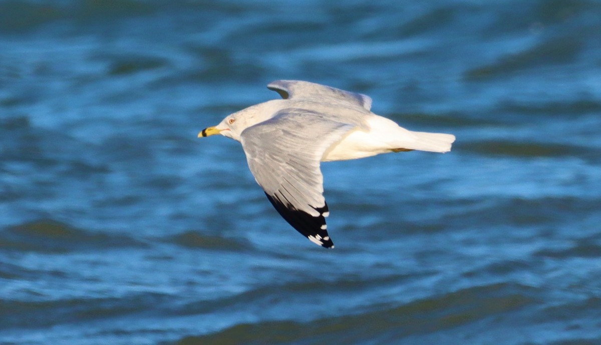 クロワカモメ - ML403491401