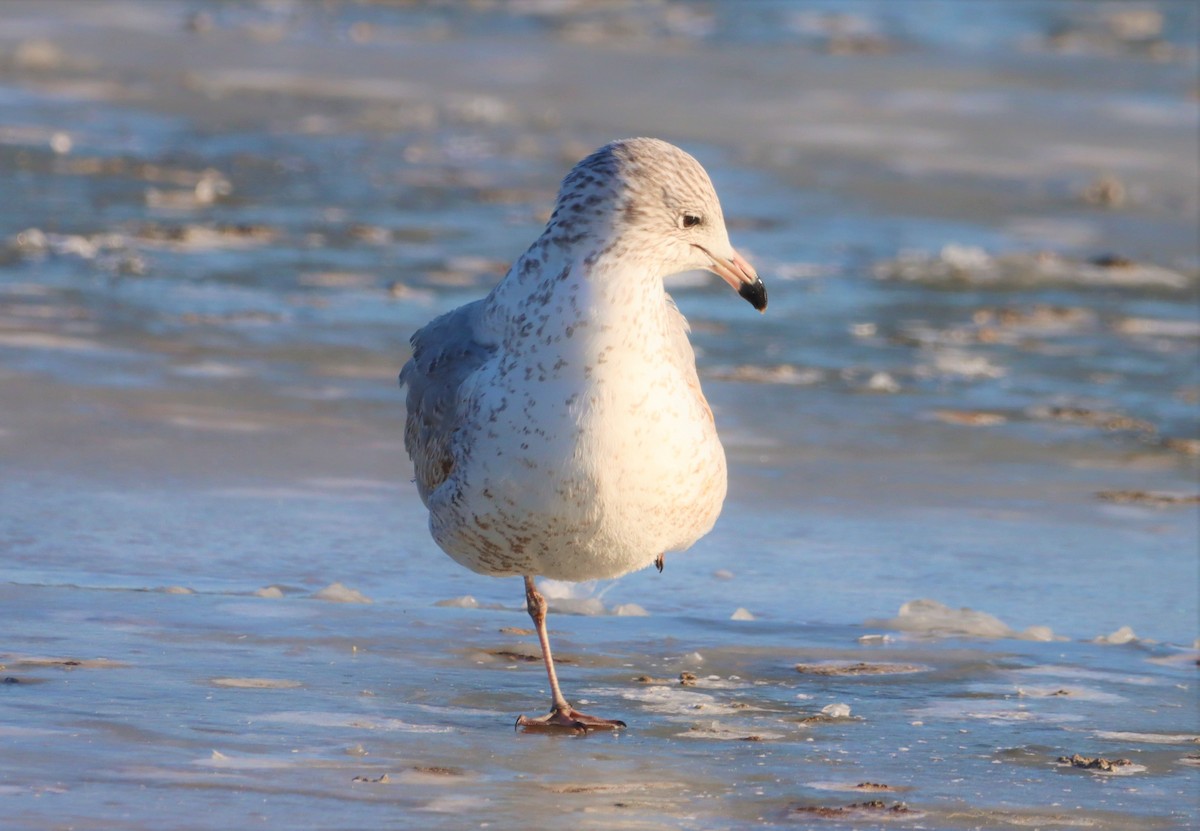 クロワカモメ - ML403491451