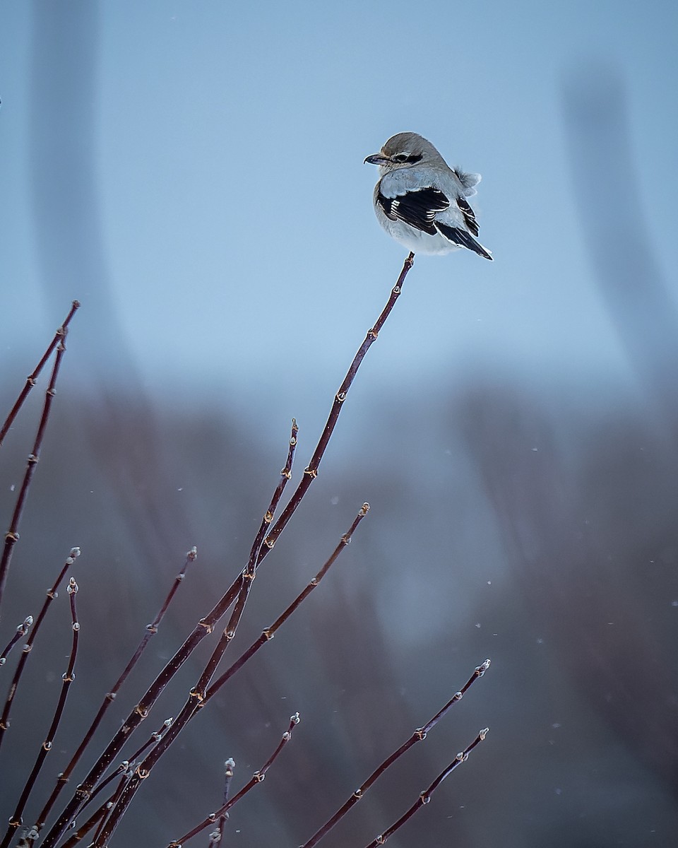 Northern Shrike - ML403492541